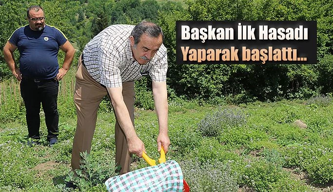 YAYLA KEKİKLERİNİN HASADI GERÇEKLEŞTİRİLDİ