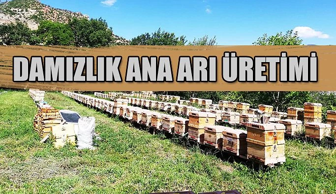 ARICILIK PROJELERİNE YERİNDE ZİYARET EDİLDİ