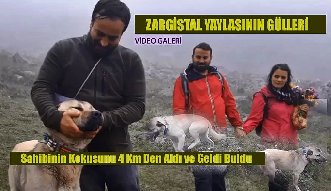 Zargistal Yaylasının Gülleri