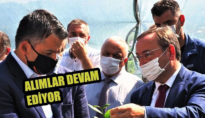 EN YÜKSEK ÇAY ALIMI DEVAM EDİYOR