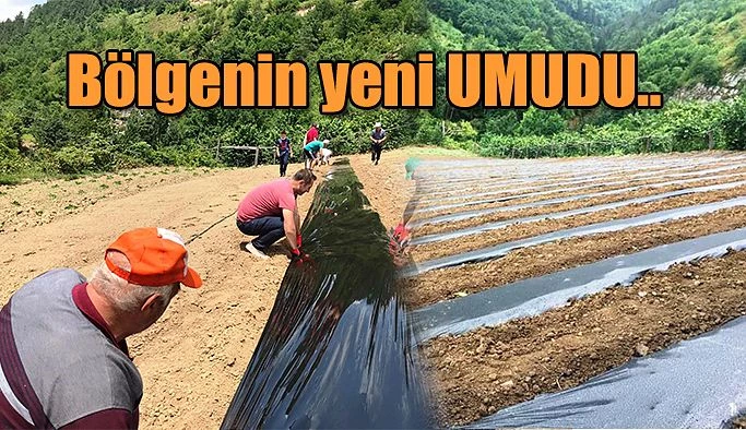 BÖLGENİN YENİ UMUDU ÇİLEK!