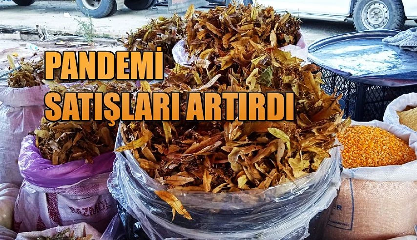 Rize’de IHLAMUR Satışları arttı