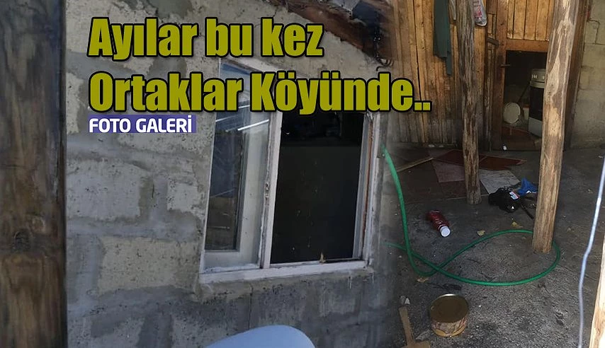 Ayılar Bu Kez Ortaklar Köyünü seçti