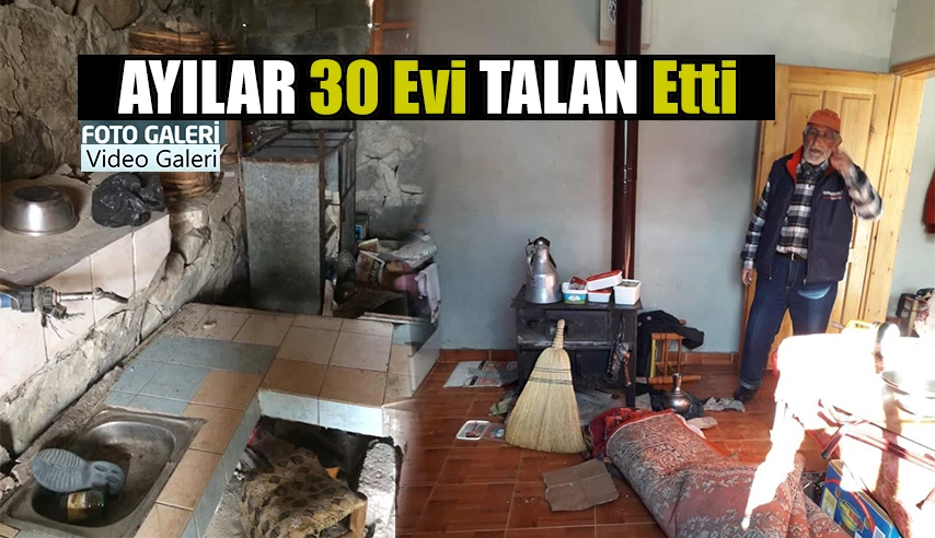 Ayılar Evleri Talan Etti