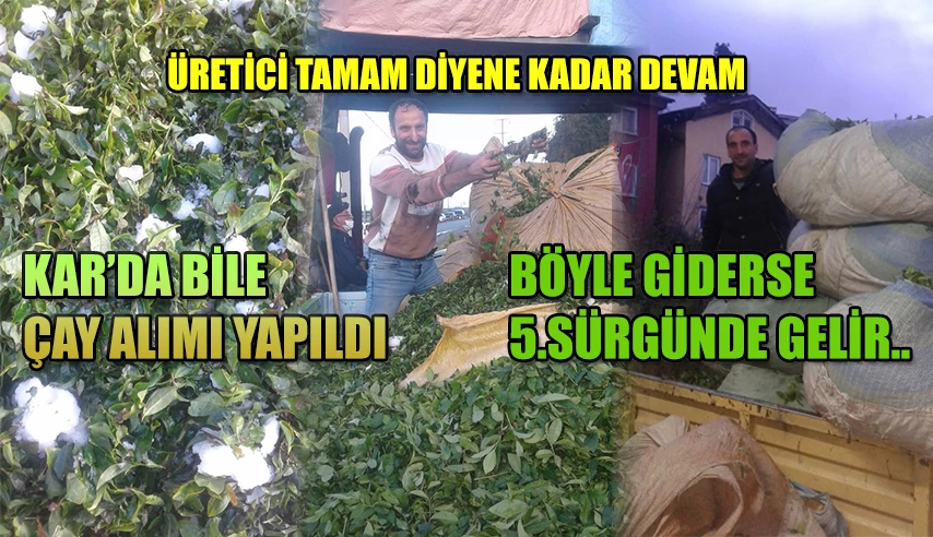 “KAR’DA BİLE ÇAY ALIMI YAPTIK”