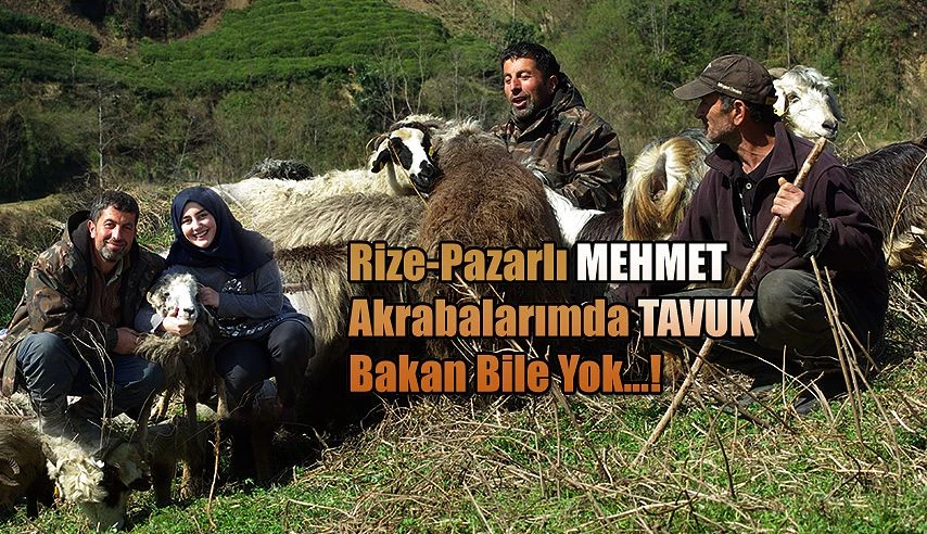 Pazarlı Telatar Çiftlik Kurdu