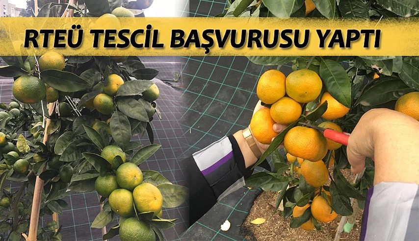 RTEÜ Üniversitesi Rize Mandalinasının Tescil Başvurusunu Yaptı