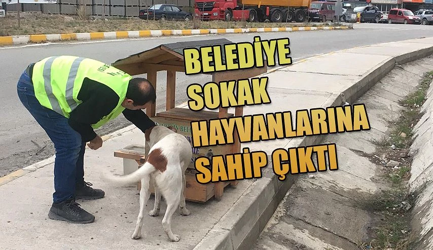 SOKAK HAYVANLARINA SAHİP ÇIKTI