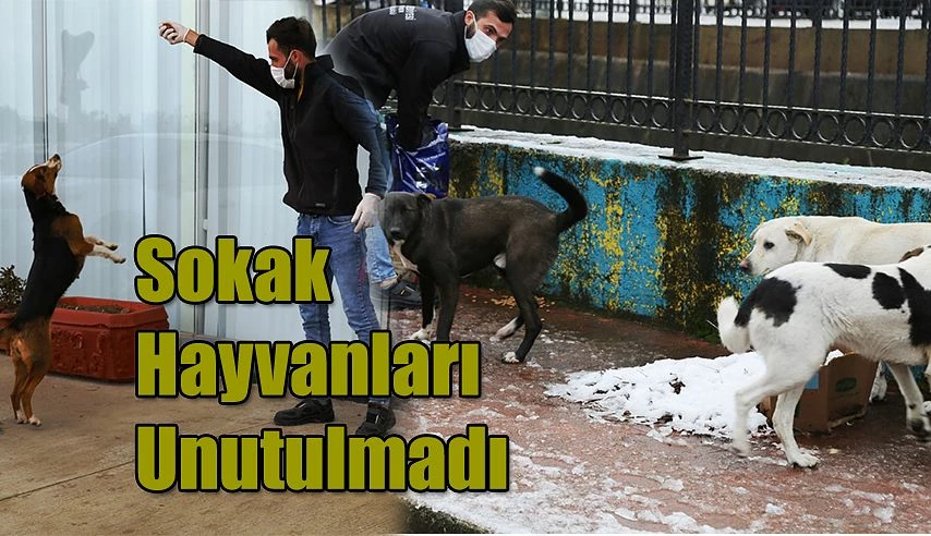 Sokak Hayvanlarını Unutmadılar