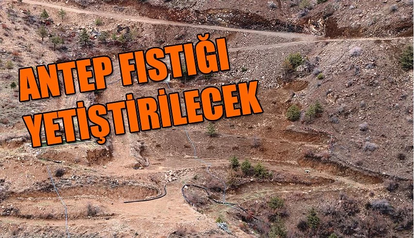 ANTEP FISTIĞI YETİŞTİRİLECEK