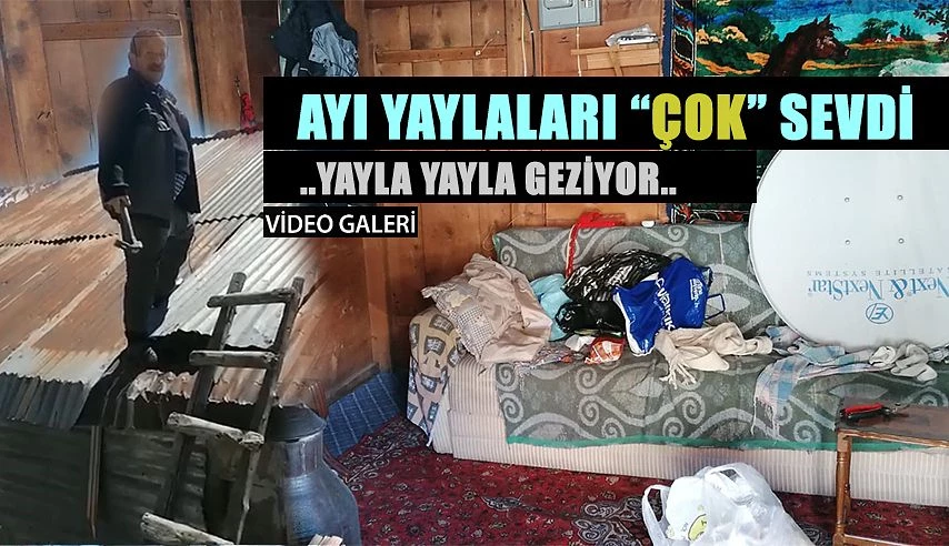 Yaylalarda ayı kabusu devam ediyor..