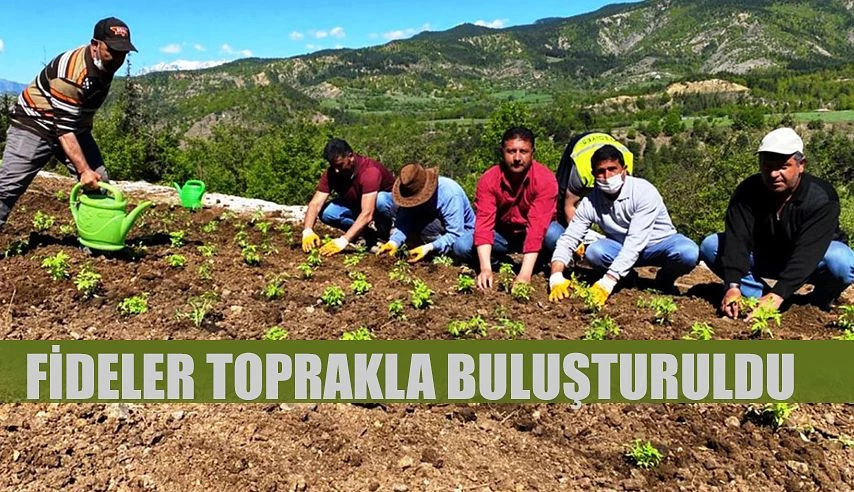 FİDELER TOPRAKLA BULUŞTURULDU