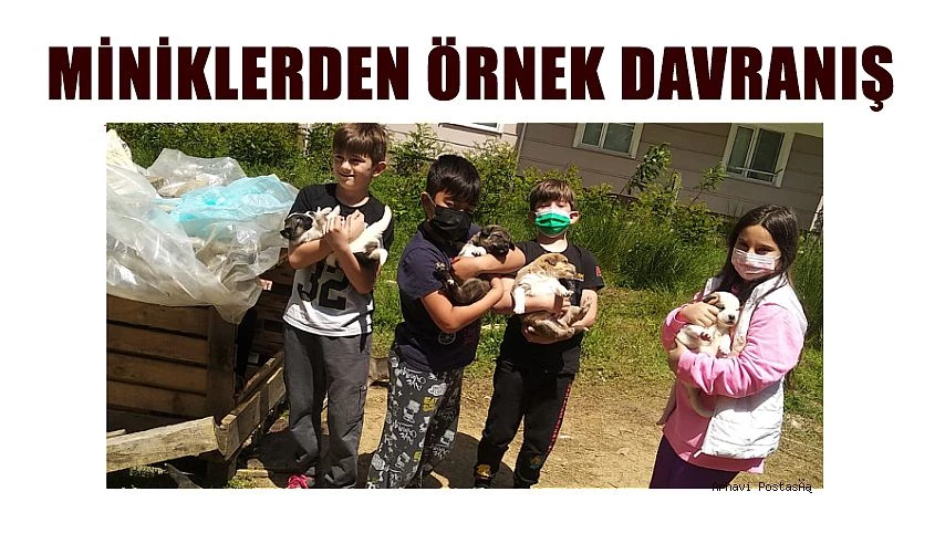 MİNİK CELAYİR’DEN ÖRNEK DAVRANIŞ