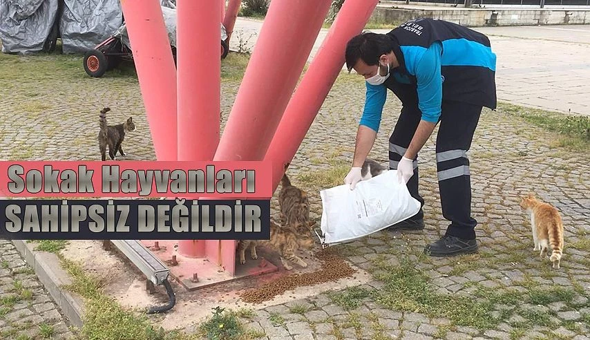 SOKAK HAYVANLARI İÇİN SEFERBERLİK