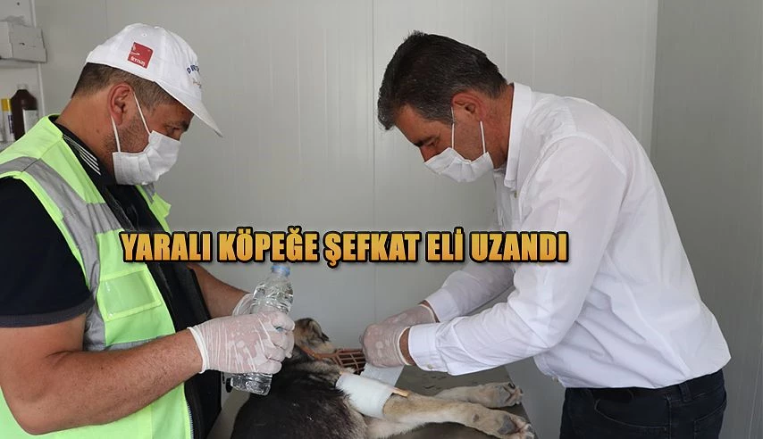 YARALI SOKAK KÖPEĞİNE BELEDİYEDEN ŞEFKAT ELİ