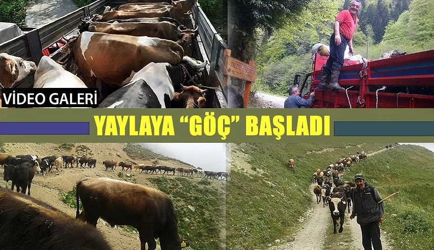 Yaylalara göç başladı