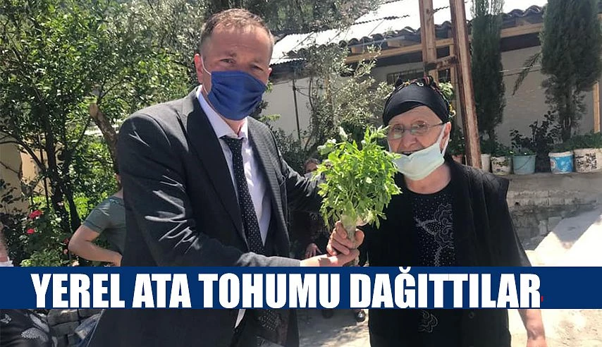 YEREL ATA TOHUM FİDESİ DAĞITIMI BAŞLADI