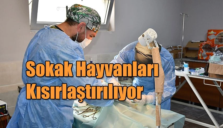 SOKAK HAYVANLARINI KISIRŞLAŞTIRMAYA DEVAM