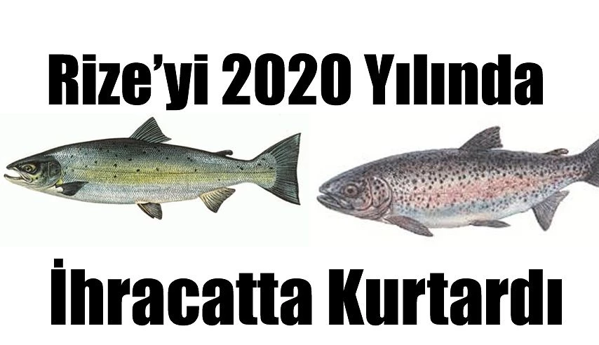 RİZE’DE 2020 İHRACATINI KARADENİZ SOMONU KURTARDI.