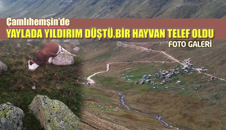 Yaylada Yıldırım düştü 1 hayvan telef oldu