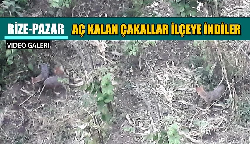 Aç kalan Çakallar şehre indi