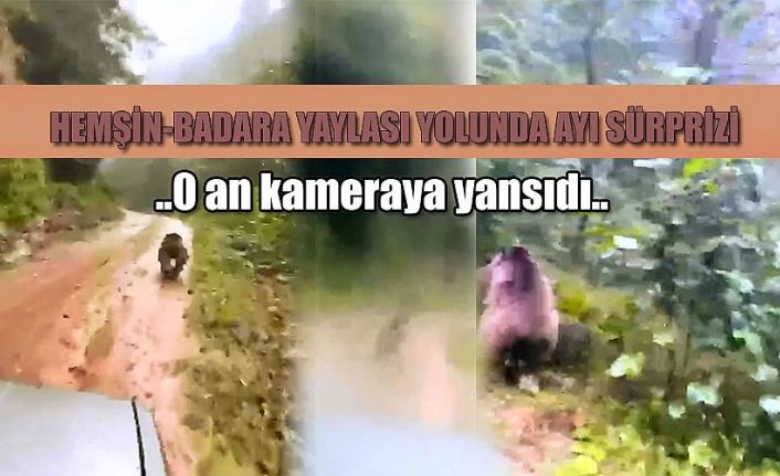 Aniden yola çıkan ayı kamerada