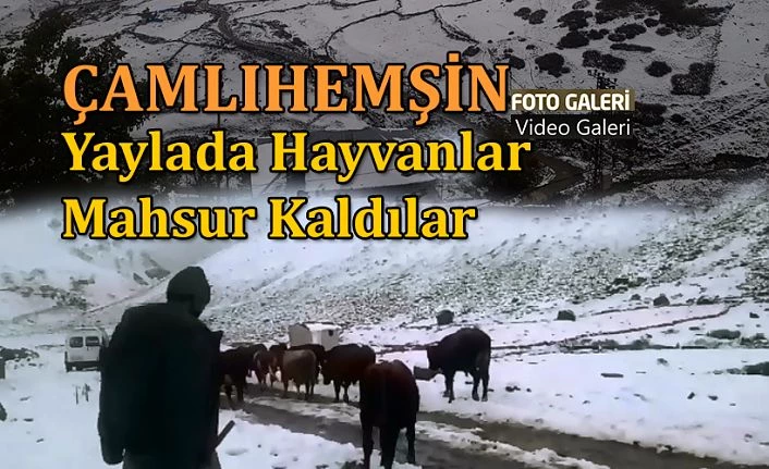 Kar Yağdı Hayvanlar Mahsur kaldı