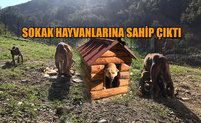 SOKAK HAYVANLARINA SAHİP ÇIKIYOR