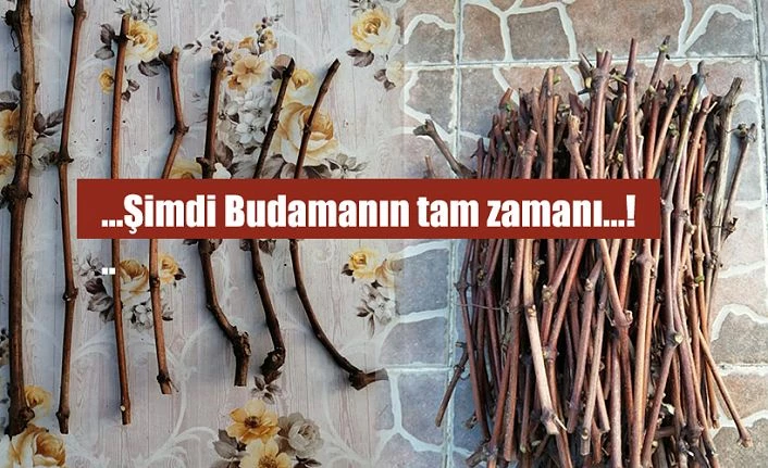 Şimdi Tam Zamanı