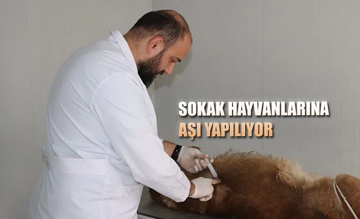 SOKAK HAYVANLARI AŞILIYOR