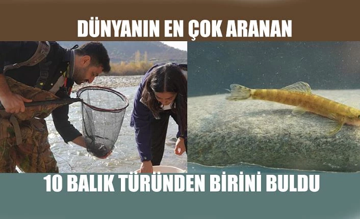 Dünyanın En Çok Aranan 10 Balık Türünden Birini Buldu