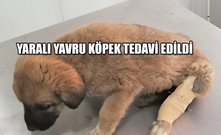 YARALI YAVRU KÖPEKLER YUSUFELİ BELEDİYESİ TARAFINDAN TEDAVİ EDİLDİ