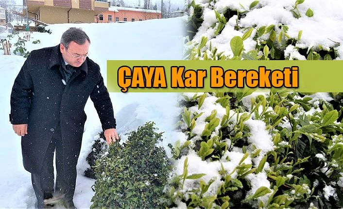 ALİM; KAR YAĞIŞI, ÇAYIMIZIN KALİTE VE VERİMİNİ ARTIRMAKTADIR