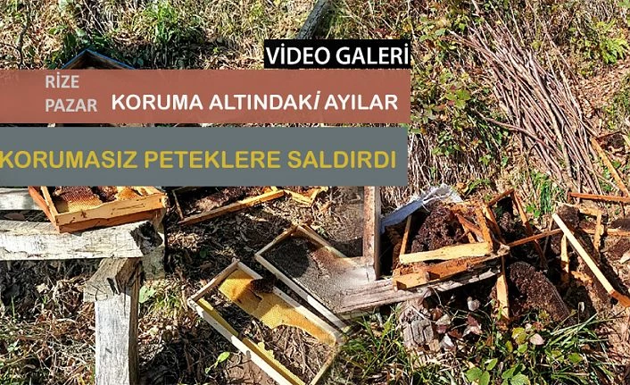 Koruma Altındaki Ayılar, korumasız Petekleri parçaladı