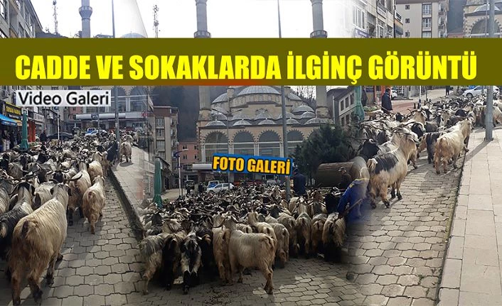 Keçi Sürüsü İlginç görüntüler oluşturdu