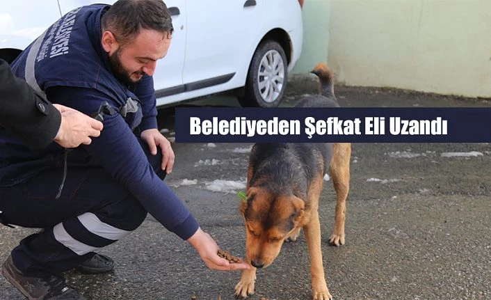 SOKAK HAYVANLARINA ŞEFKAT ELİ…