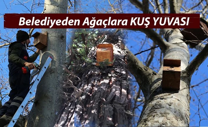 BELEDİYEDEN AĞAÇLARA KUŞ YUVASI..