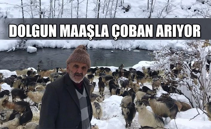 Çok Acil Çoban Arıyor..