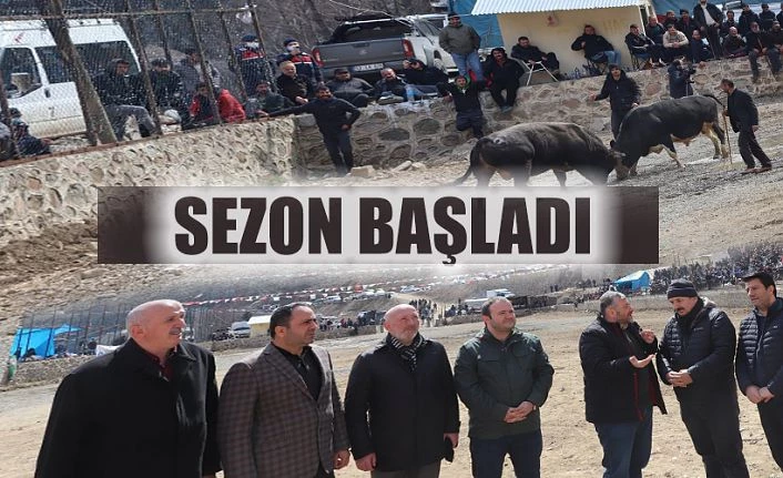 BOĞA GÜREŞLERİ SEZONU BAŞLADI.