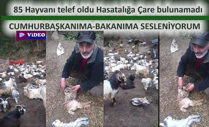 85 Oğlak Telef oldu. Hastalığa Çare bulunamıyor.