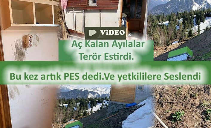 Aç Kalan Ayılar, İşyeri ve evi talan ettiler