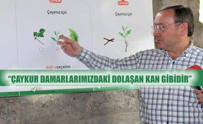 ÇAYKUR 2022 YILI YAŞ ÇAY KAMPANYASINA HAZIR