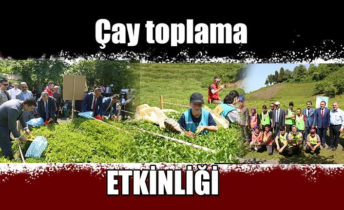 ÇAY HASAT ŞENLİĞİ VE ÇAY TOPLAMA ETKİNLİĞİ GERÇEKLEŞTİRİLDİ