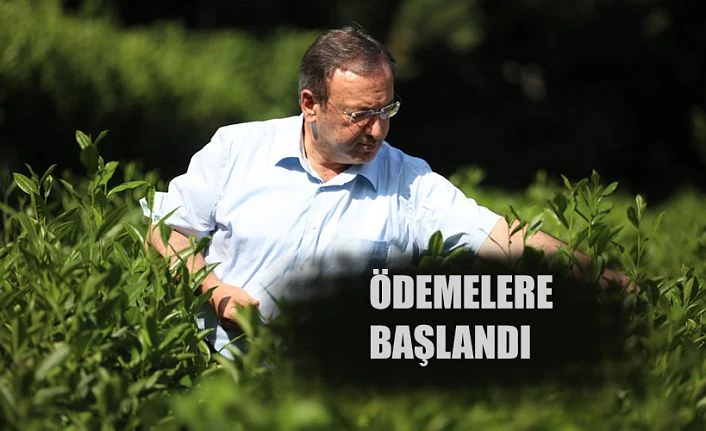 YAŞ ÇAY ÖDEMELERİNİN ÖDENMESİNE BAŞLANDI