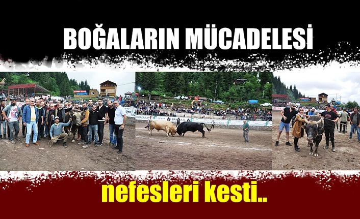 BOĞALARIN MÜCADELESİ NEFESLERİ KESTİ