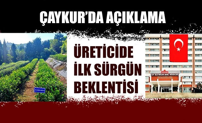 ÇAYKUR 2’NCI SÜRGÜN YAŞ ÇAY ALIMLARINA BAŞLADI