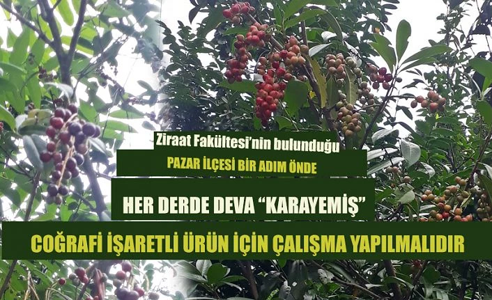 Karadeniz’den dünyayı gezdi. Rize’de her ailenin bahçesinde bulunuyor