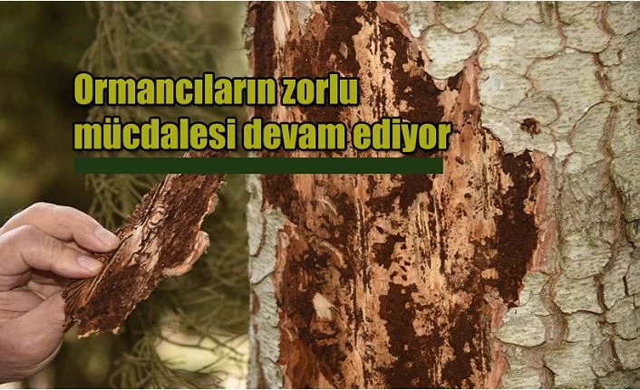 ORMANCILAR ORMAN ZARARLILARI İLE MÜCADELE EDİYOR