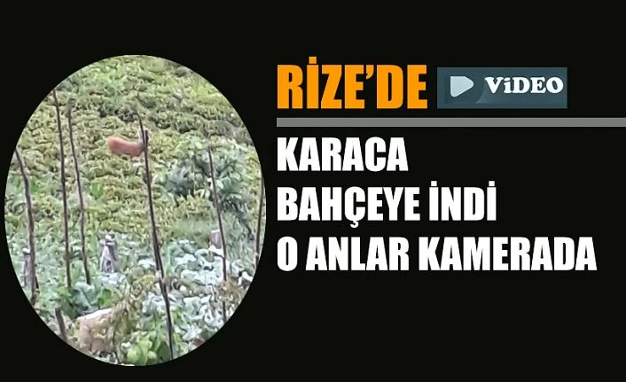 Rize’de aç kalan karaca bahçeye indi