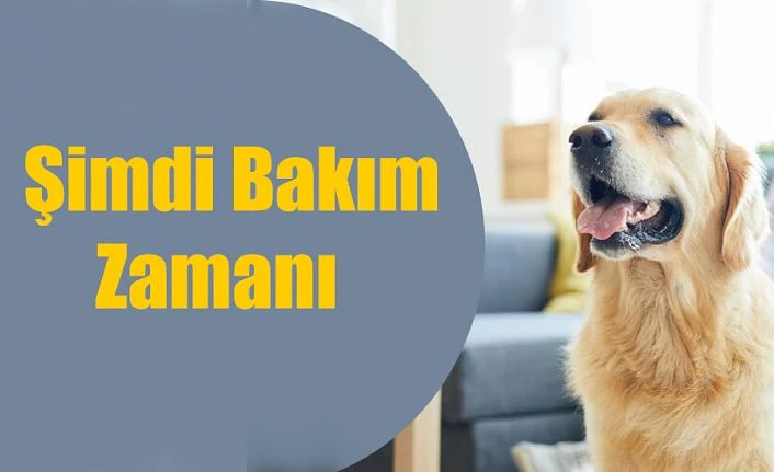 Evcil hayvan bakımında en sık yapılan hatalar